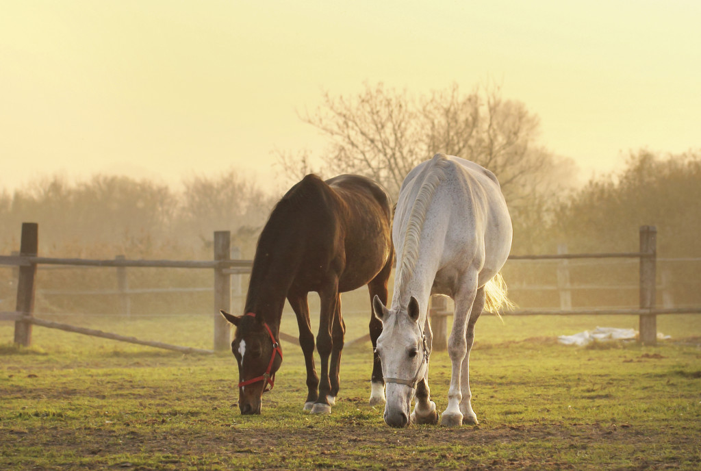 Horses