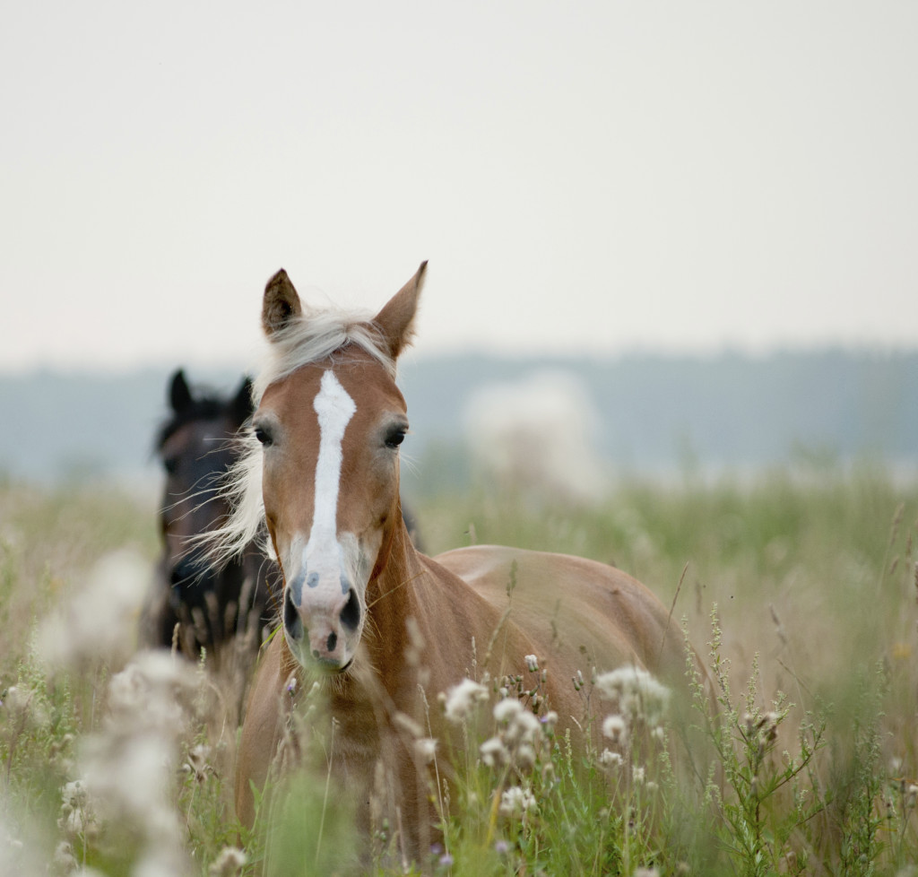 horses