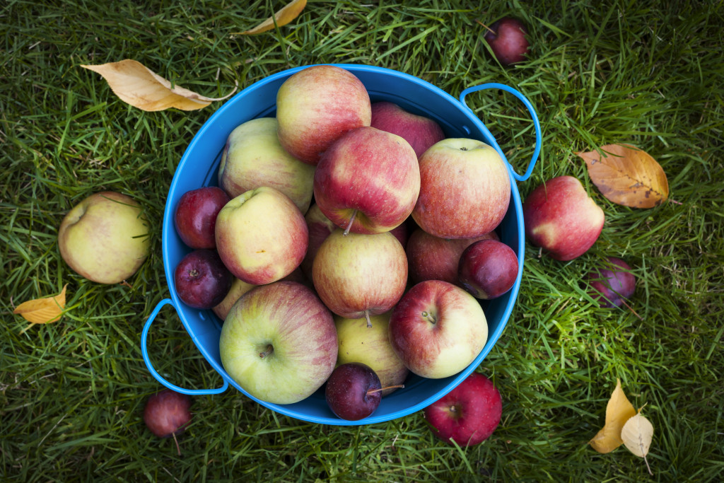 Apple Picking