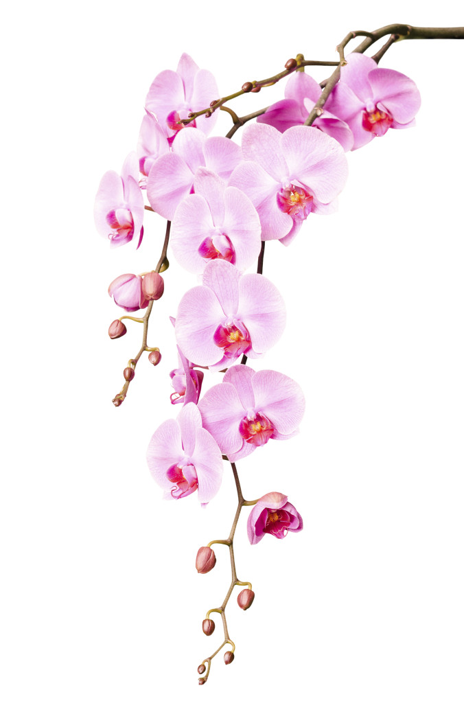 Big beautiful branch of pink orchid flowers with buds