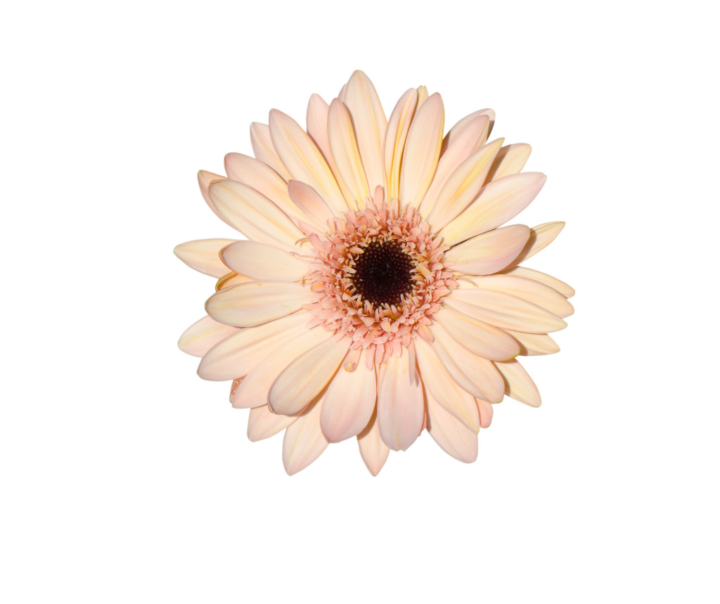 Pink Gerbera flower