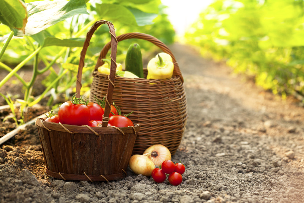 freshly harvested vegetables