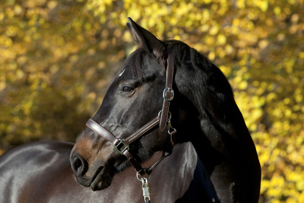 brown horse portrait on meadow with yellow autumn leaves in background