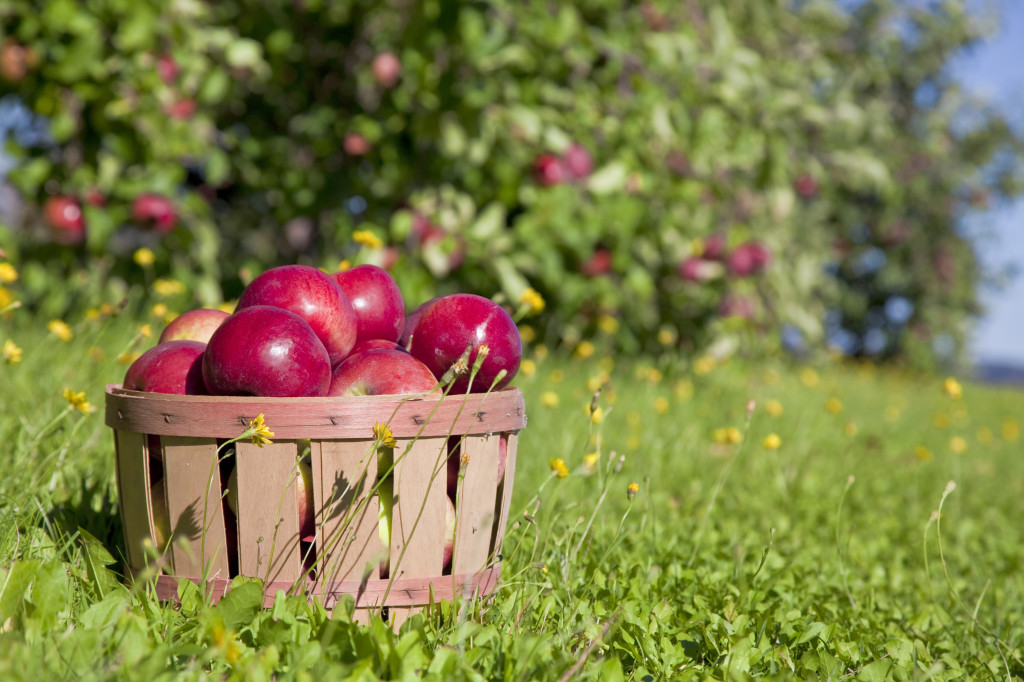 Autumn view from the farm's apple harvest.