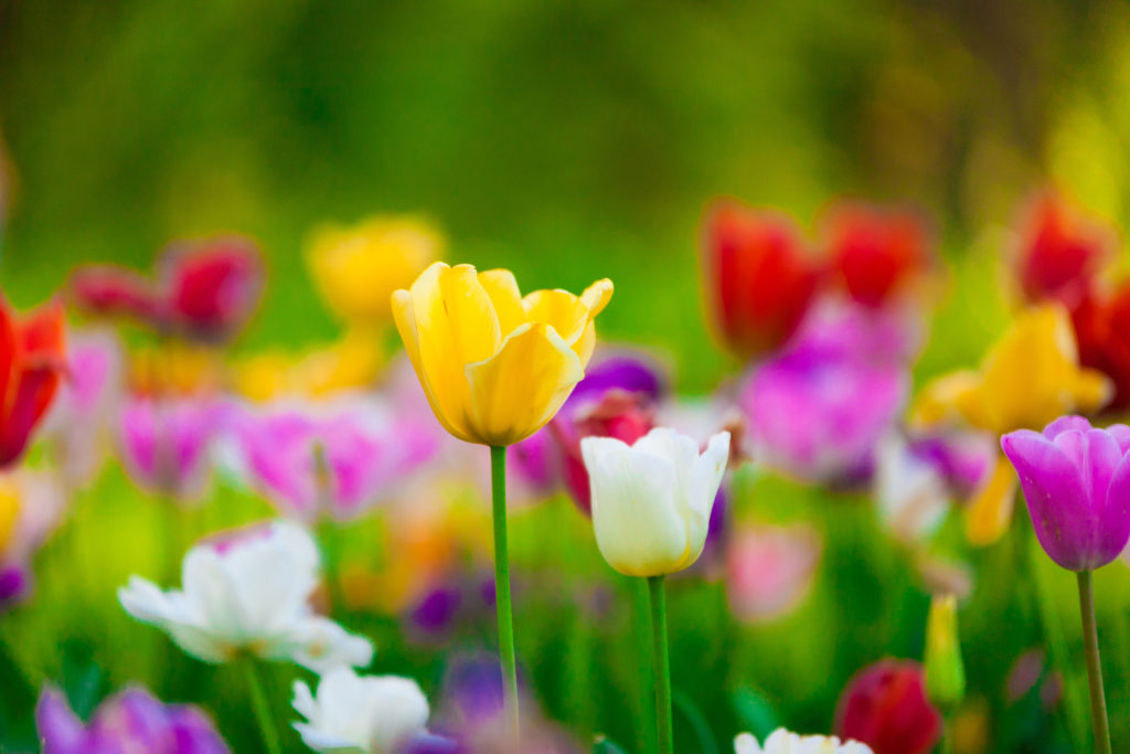 very beautiful and fresh flowers tulips