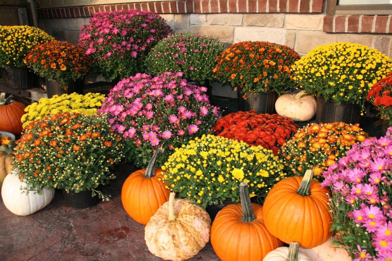 Fall, Autumn, pumpkins, gourds and colorful mums