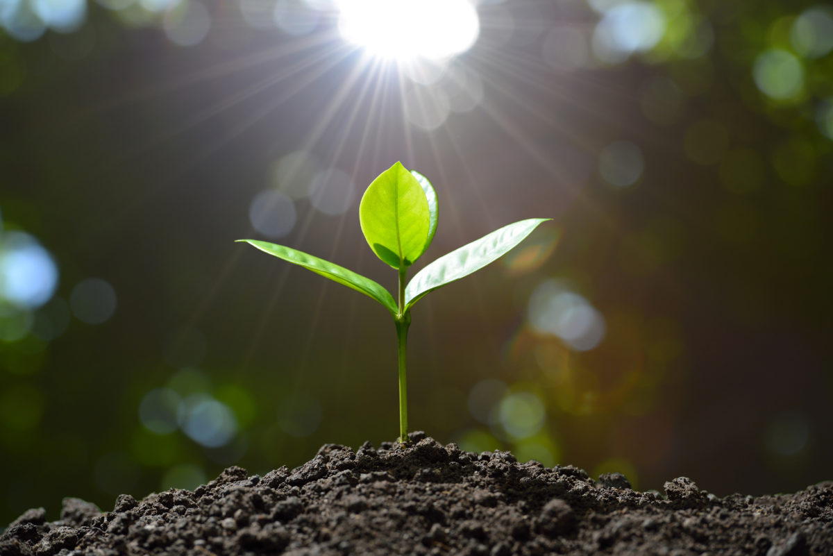 Young plant in the morning light on nature background