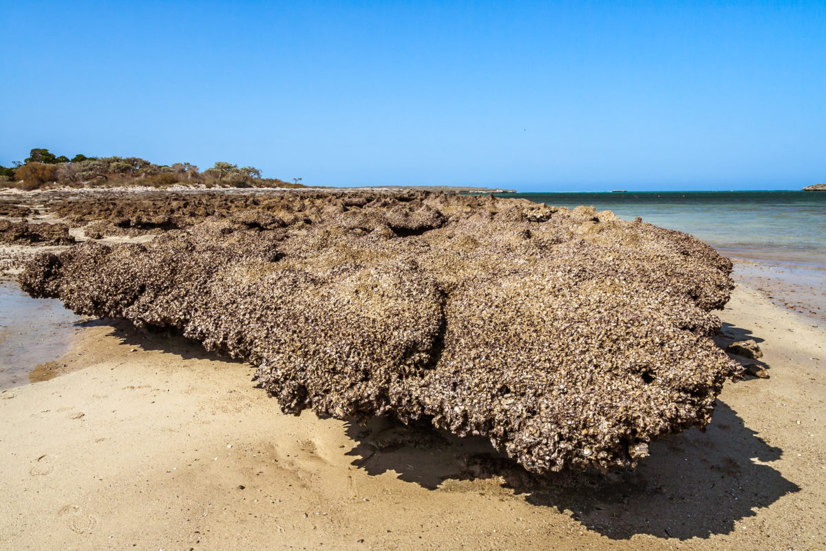 Wild oysters attached to the rock at low tide